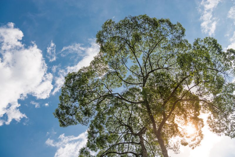 Canopy Pruning in Pottstown, PA