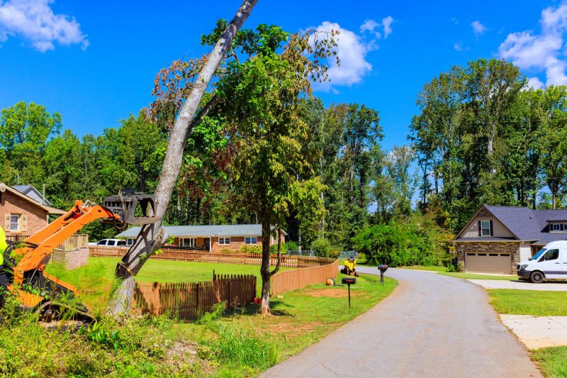Palm Tree Removal in Allentown, PA